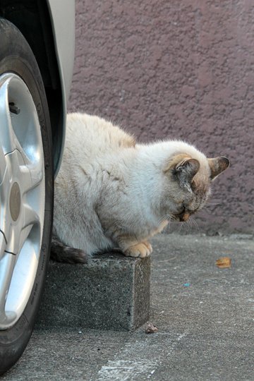 街のねこたち