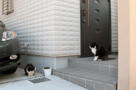 街のねこたち