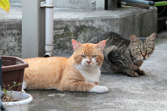 街のねこたち