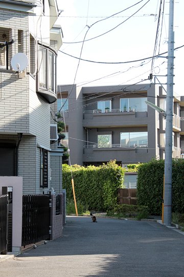 街のねこたち