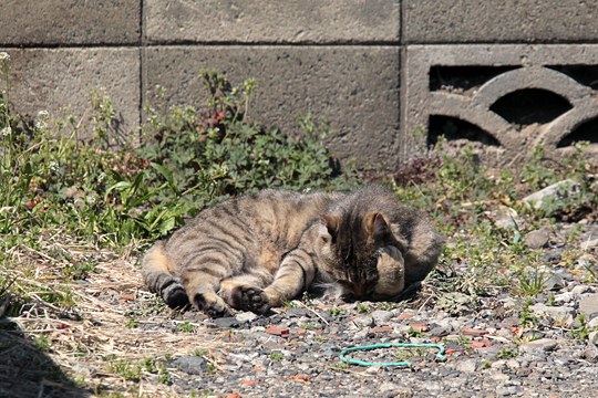 街のねこたち