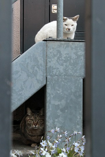 街のねこたち