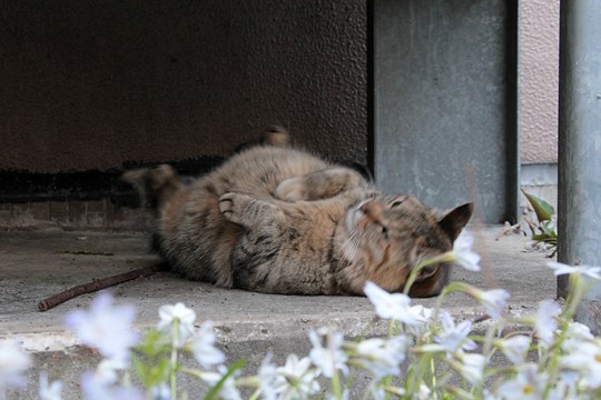 街のねこたち