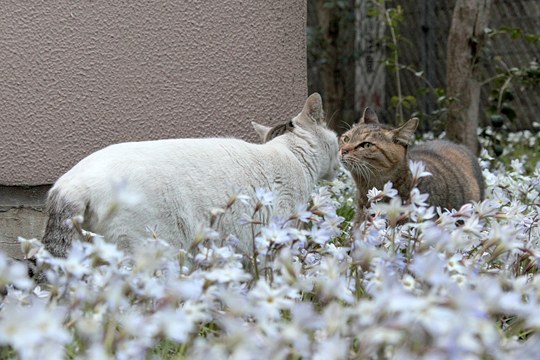 街のねこたち