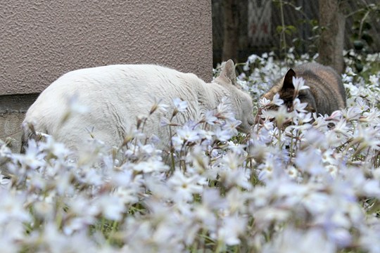街のねこたち