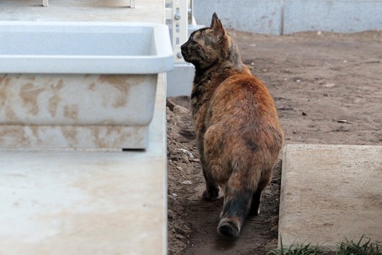 街のねこたち