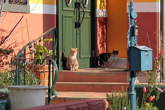 街のねこたち
