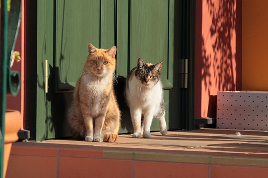 街のねこたち