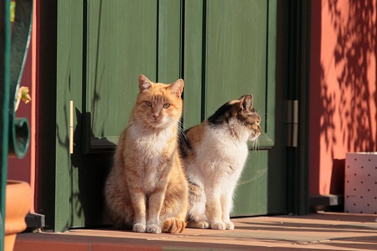 街のねこたち