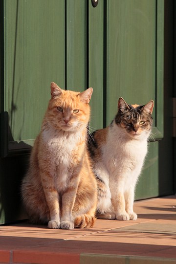 街のねこたち