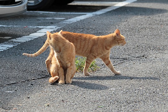 街のねこたち