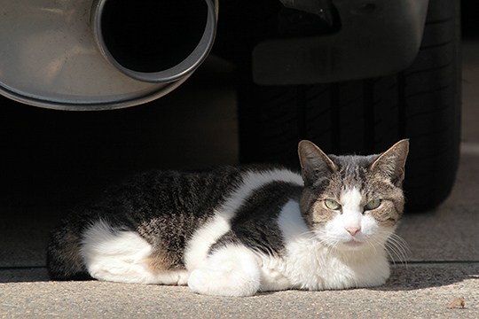 街のねこたち