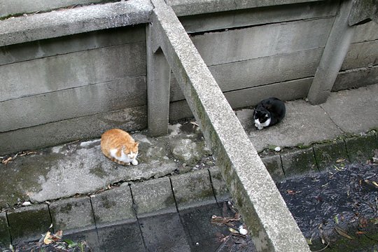 街のねこたち