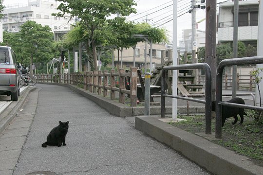 街のねこたち