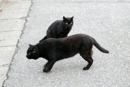 街のねこたち