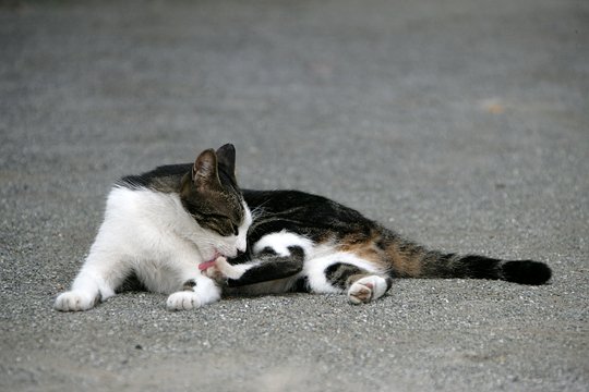 街のねこたち