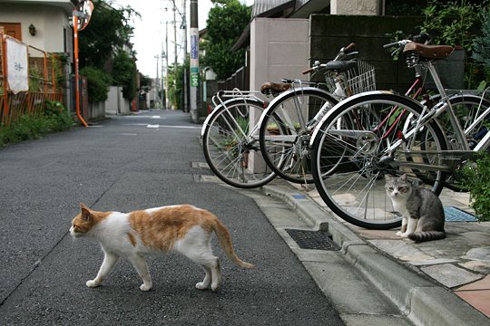 街のねこたち