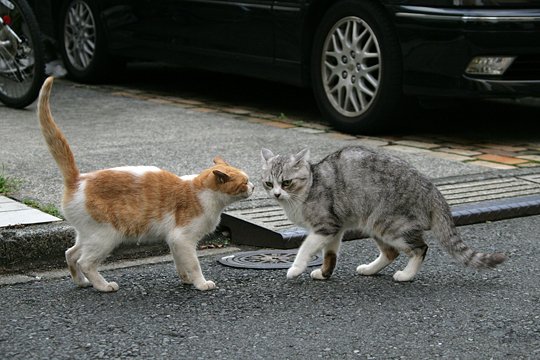 街のねこたち
