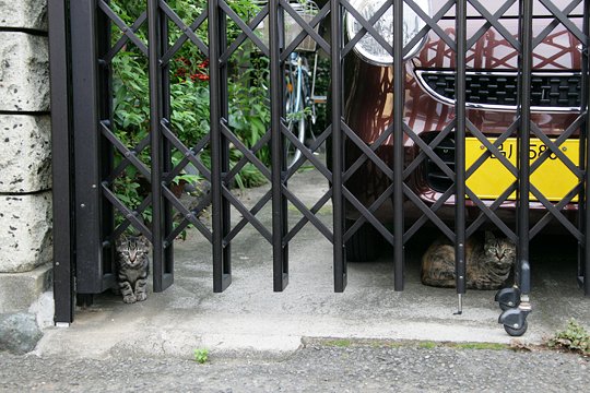 街のねこたち