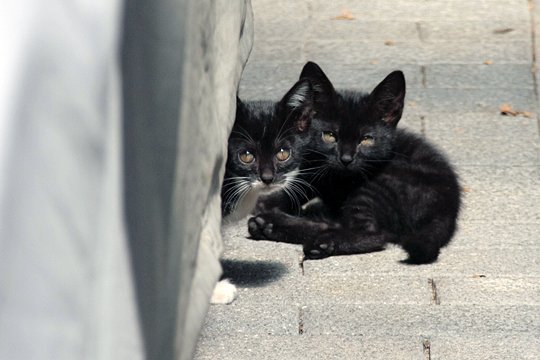 街のねこたち
