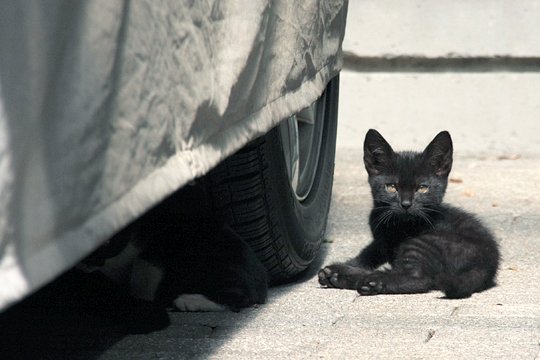街のねこたち