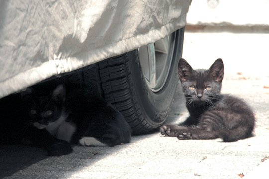 街のねこたち