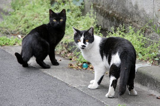 街のねこたち