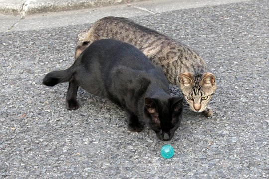 街のねこたち
