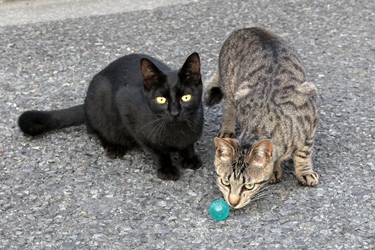街のねこたち
