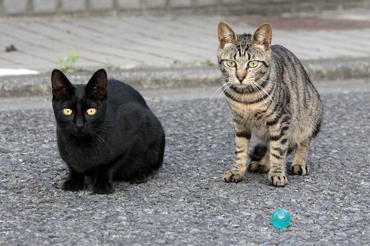 街のねこたち