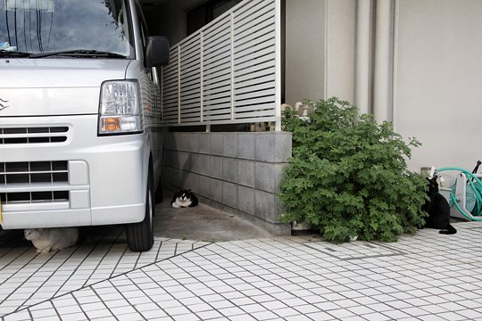 街のねこたち