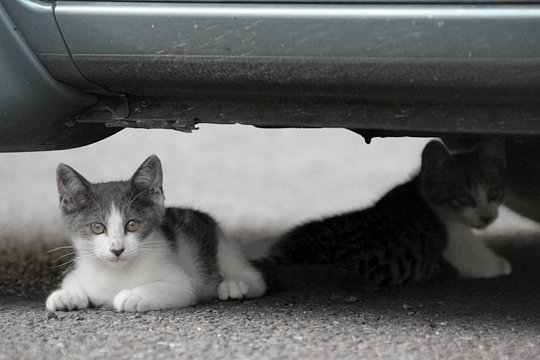 街のねこたち