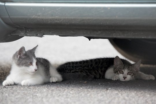 街のねこたち