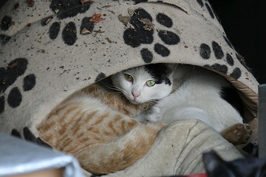 街のねこたち