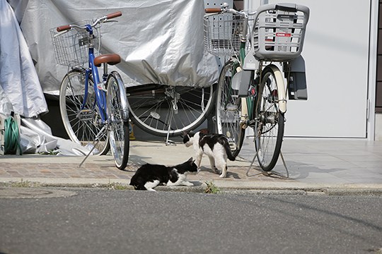 街のねこたち