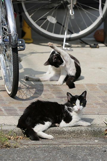 街のねこたち