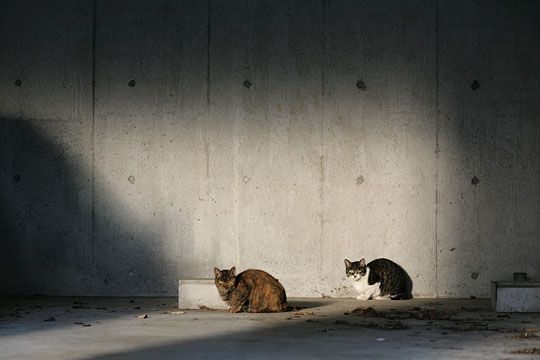 街のねこたち