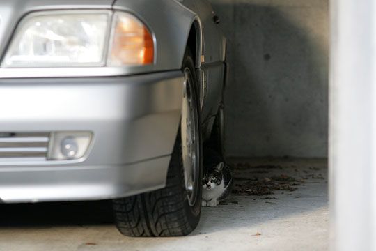 街のねこたち