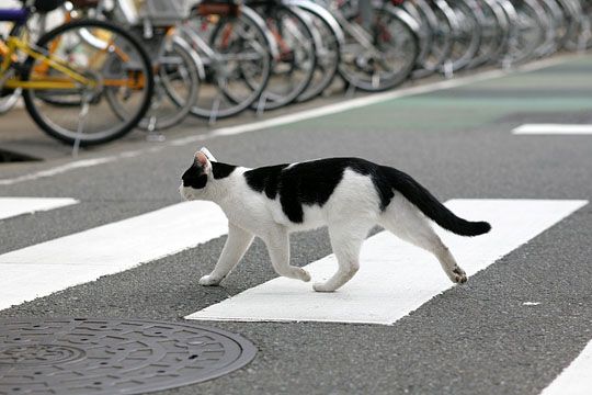 街のねこたち
