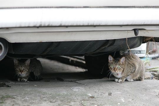 街のねこたち