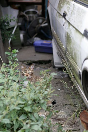 街のねこたち