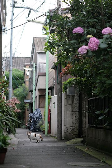 街のねこたち