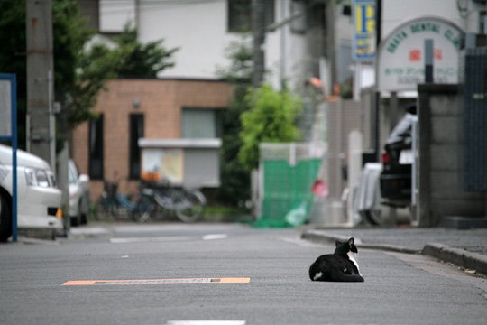 街のねこたち