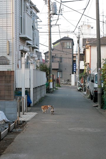 街のねこたち