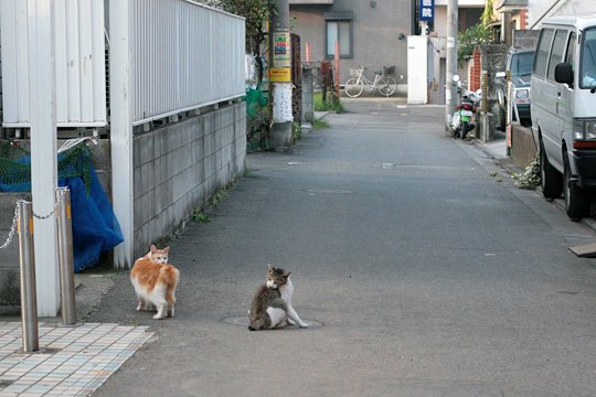 街のねこたち