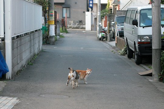 街のねこたち