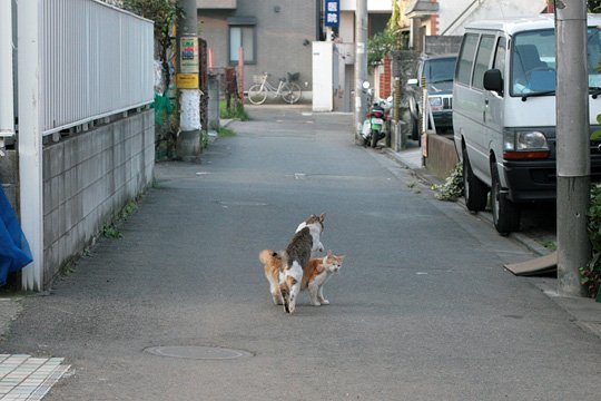 街のねこたち