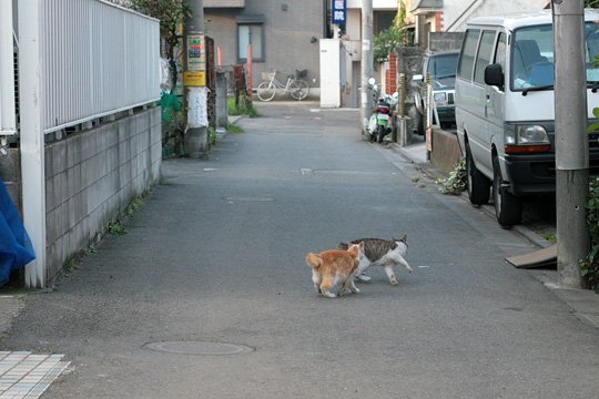 街のねこたち