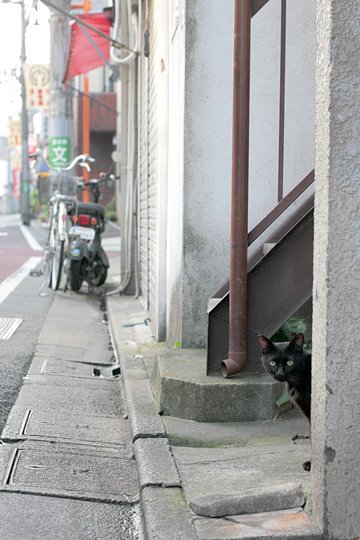 街のねこたち