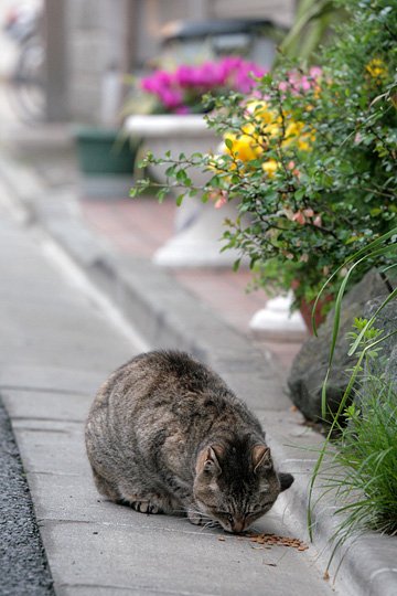 街のねこたち